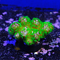 Pocillopora Verrucosa - Thumbnail 1