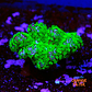Pocillopora Verrucosa - Thumbnail 2