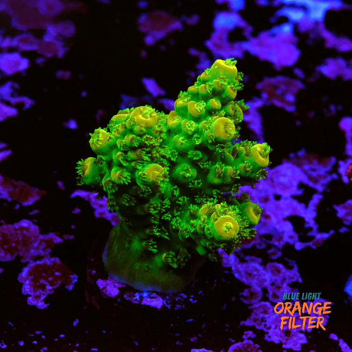 Acropora Florida 2