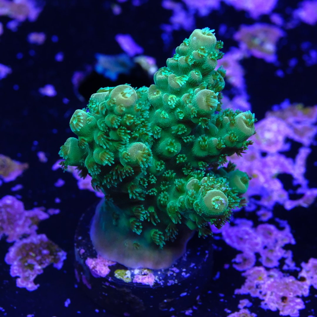 Acropora Florida 1