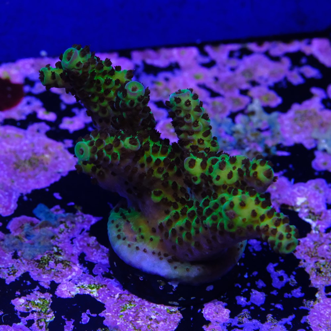 Bloodmoon Acropora 1