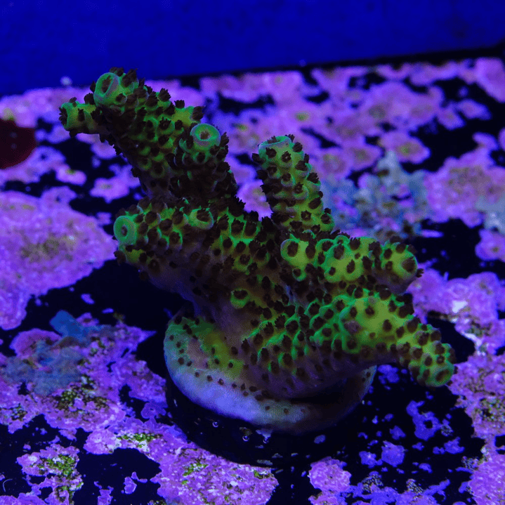 Bloodmoon Acropora 1