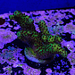 Bloodmoon Acropora - Thumbnail 1