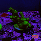 Bloodmoon Acropora - Thumbnail 2