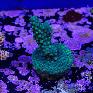 Acropora Solomon Split