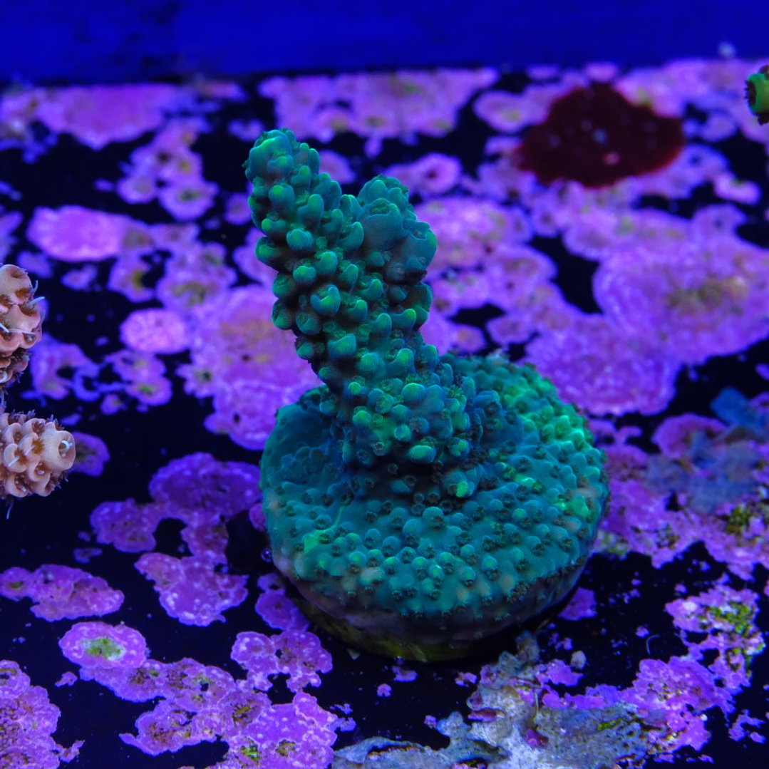 Acropora Solomon Split 1