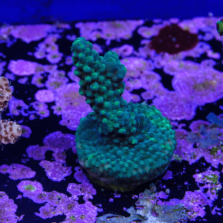 Acropora Solomon Split 1