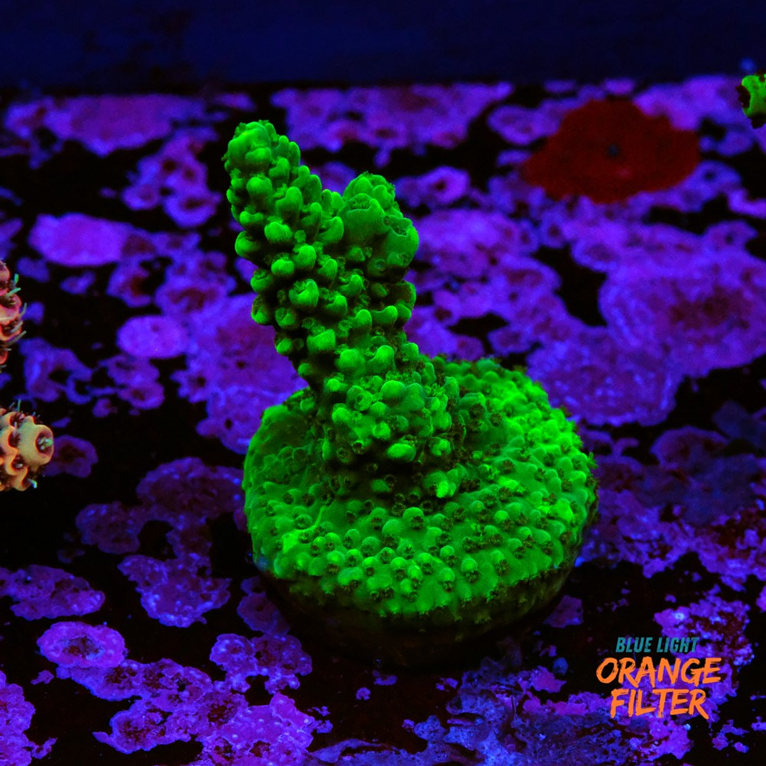 Acropora Solomon Split 2