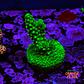 Acropora Solomon Split - Thumbnail 2