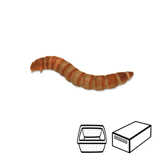 Larvas de Tenebrio - Tenebrio Molitor