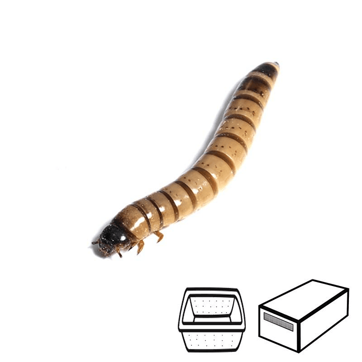 Larvas de Zophoba - Zophoba Morio 1