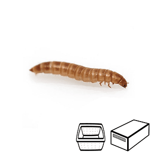 Larvas de Buffalo - Alphitobius Diaperinus