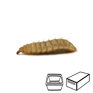 Calcium Worms - Hermetia illucens