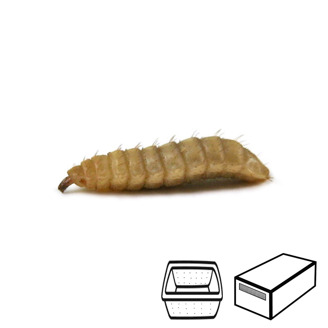 Calcium Worms - Hermetia illucens 1