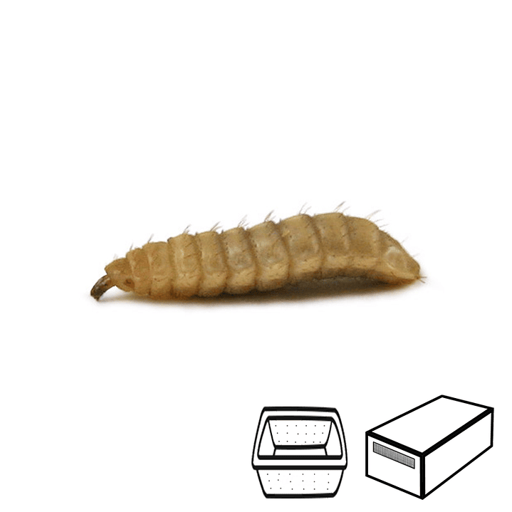 Calcium Worms - Hermetia illucens 1