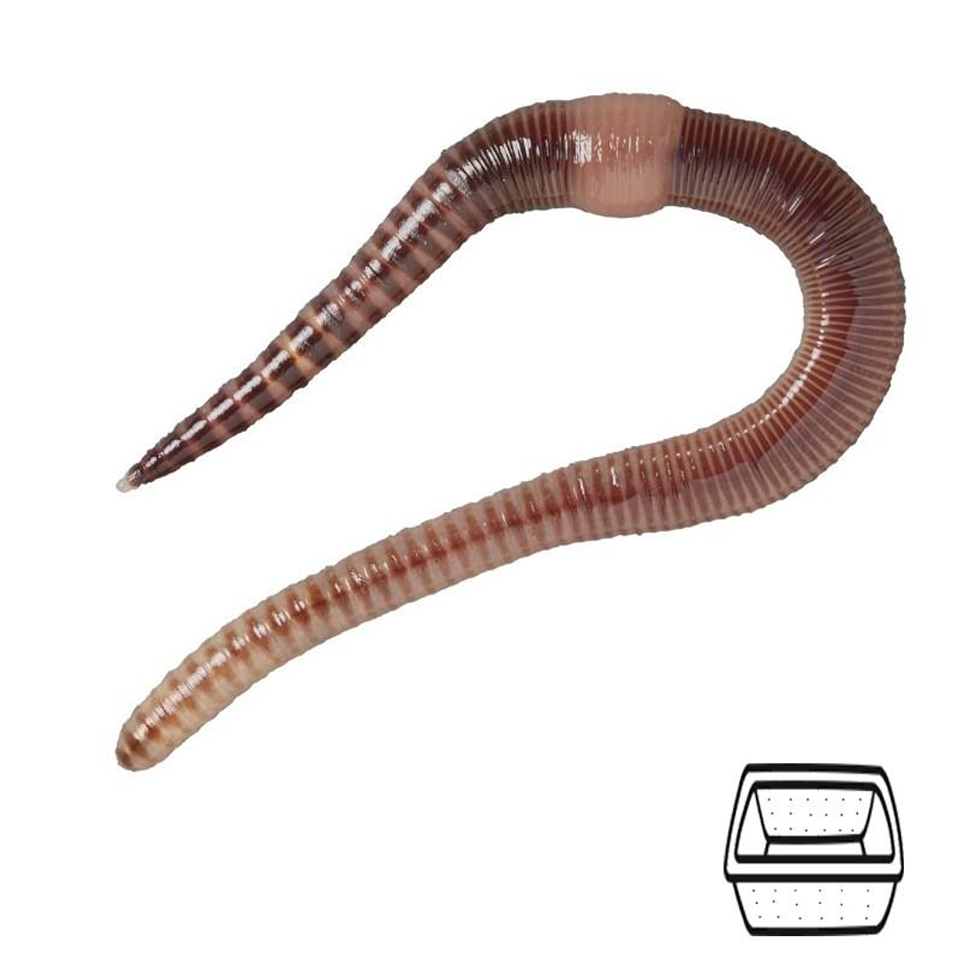 Minhocas da Terra - Eisenia hortensis / Dendrobaena veneta 1