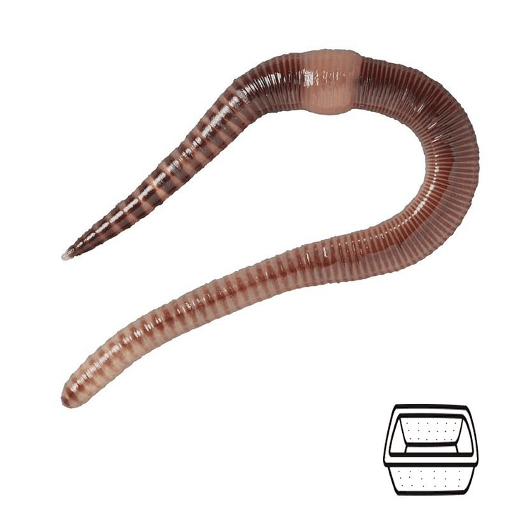 Minhocas da Terra - Eisenia hortensis / Dendrobaena veneta 1