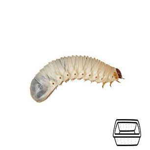 Larvas de Escaravelho da Fruta - Pachnoda spp