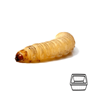 Larvas da Cera - Galleria Mellonela