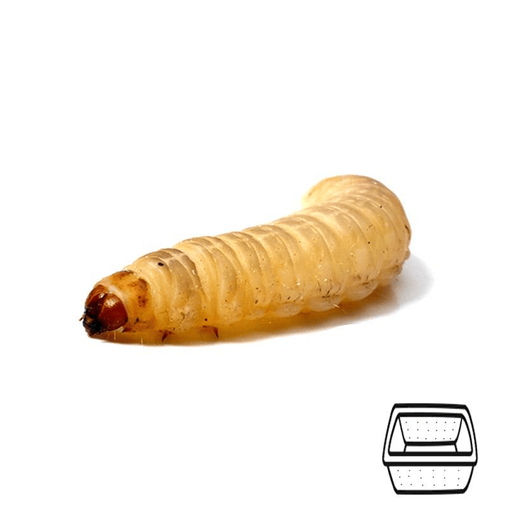 Larvas da Cera - Galleria Mellonela 1