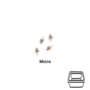 Micro Grilos - Acheta Domesticus