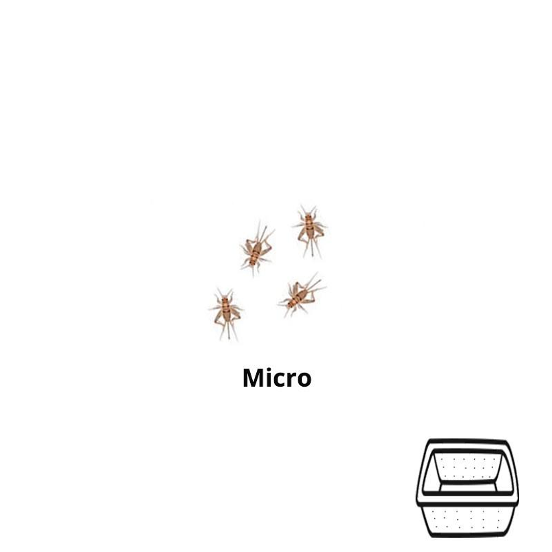 Micro Grilos - Acheta Domesticus 1