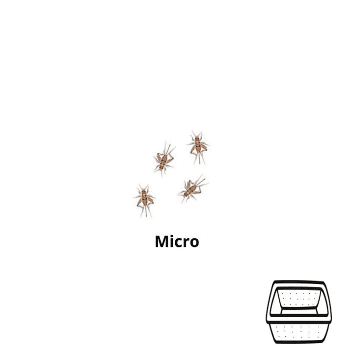 Micro Grilos - Acheta Domesticus 1