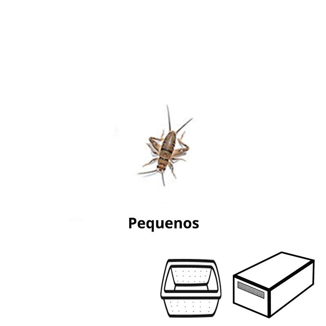 Grilos Pequenos - Acheta Domesticus 1