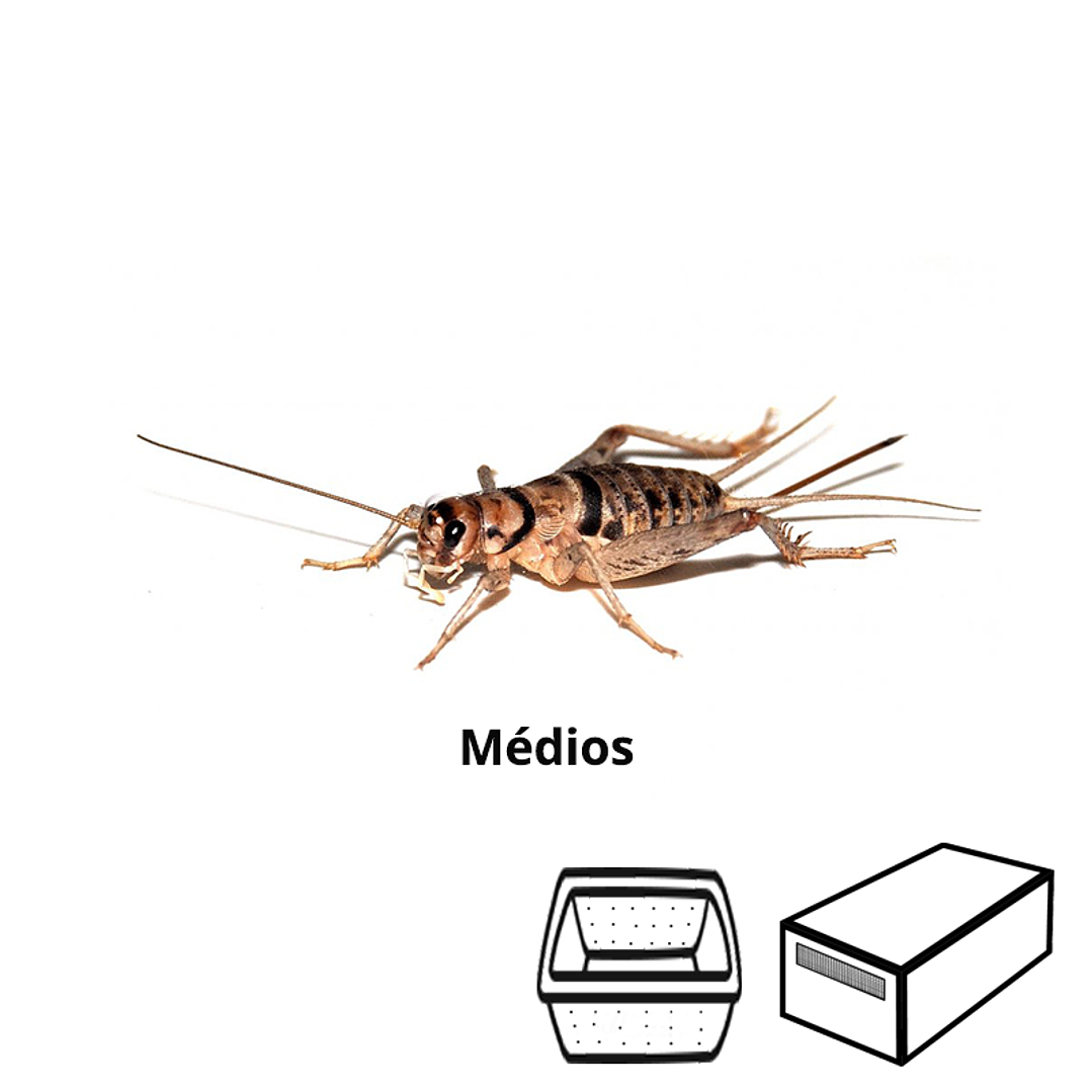 Grilos Médios - Acheta Domesticus 1