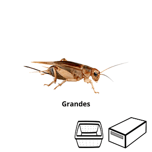 Grilos Grandes - Acheta Domesticus