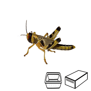 Gafanhotos Médios - Locusta Migratoria