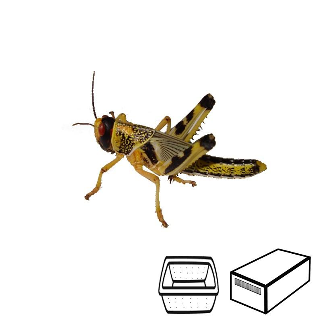 Gafanhotos Médios - Locusta Migratoria 1