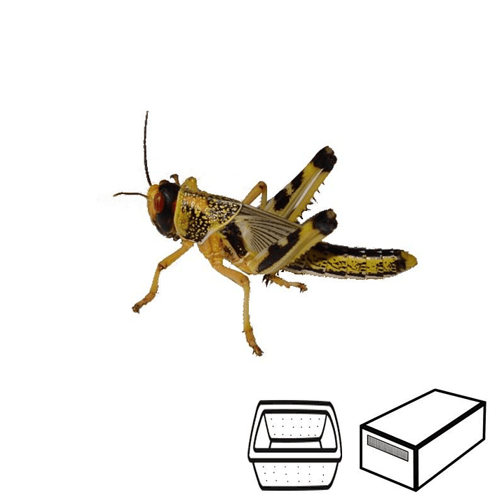 Gafanhotos Médios - Locusta Migratoria 1