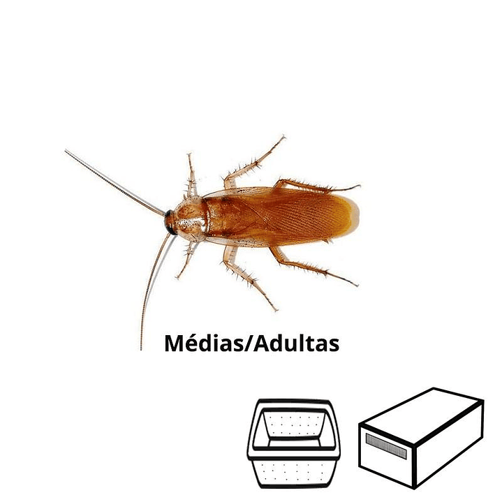 Baratas Red Runners (Shelfordella lateralis) 1