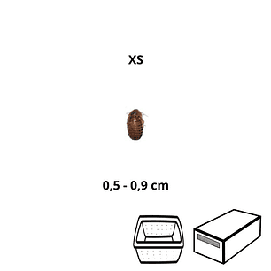 Baratas Argentinas (Blaptica dubia) Micro - Tamanho (XS) (5 a 9 mm)