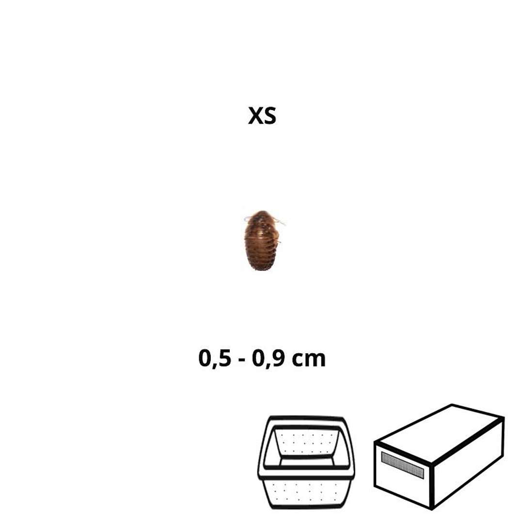 Baratas Argentinas (Blaptica dubia) Micro - Tamanho (XS) (5 a 9 mm) 1