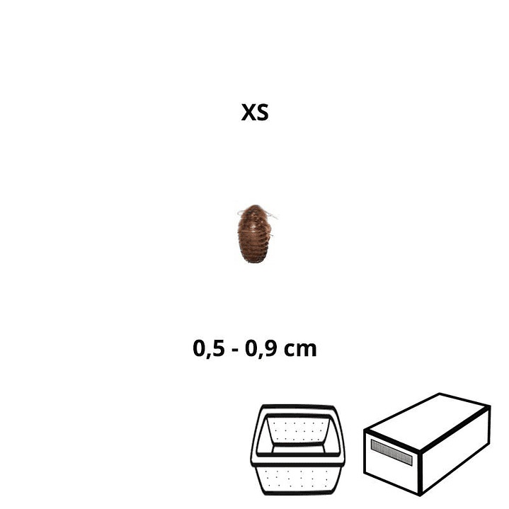 Baratas Argentinas (Blaptica dubia) Micro - Tamanho (XS) (5 a 9 mm) 1