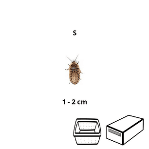 Baratas Argentinas (Blaptica dubia) Pequenas - Tamanho S (1 - 2 cm)