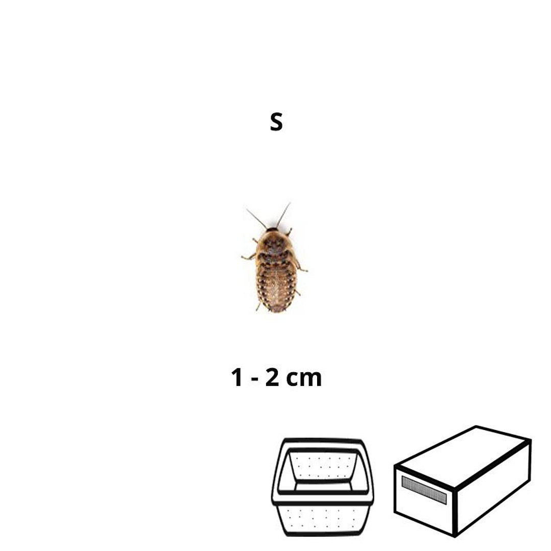 Baratas Argentinas (Blaptica dubia) Pequenas - Tamanho S (1 - 2 cm) 1