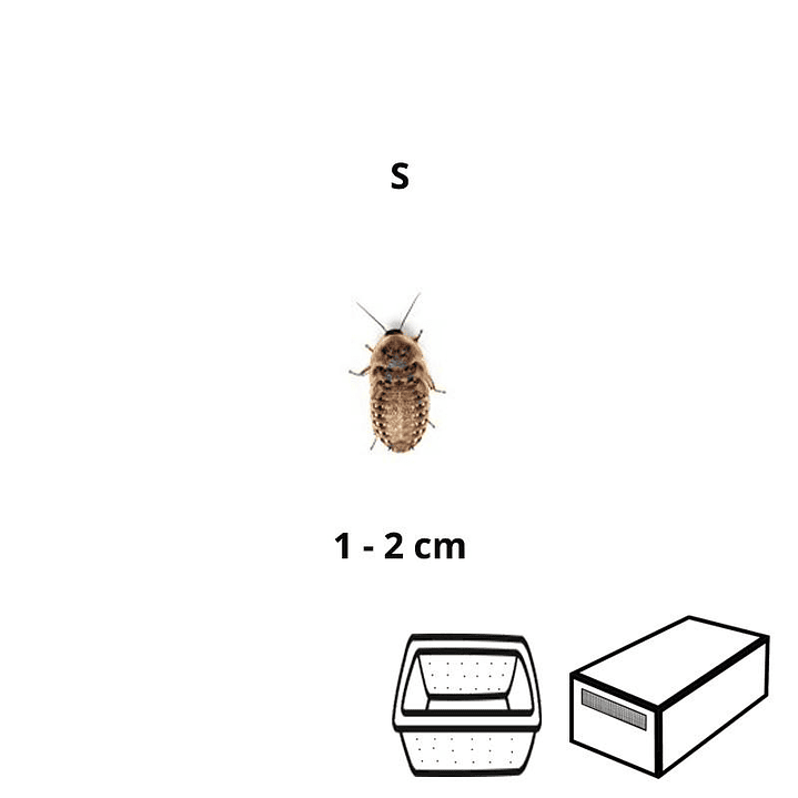 Baratas Argentinas (Blaptica dubia) Pequenas - Tamanho S (1 - 2 cm) 1