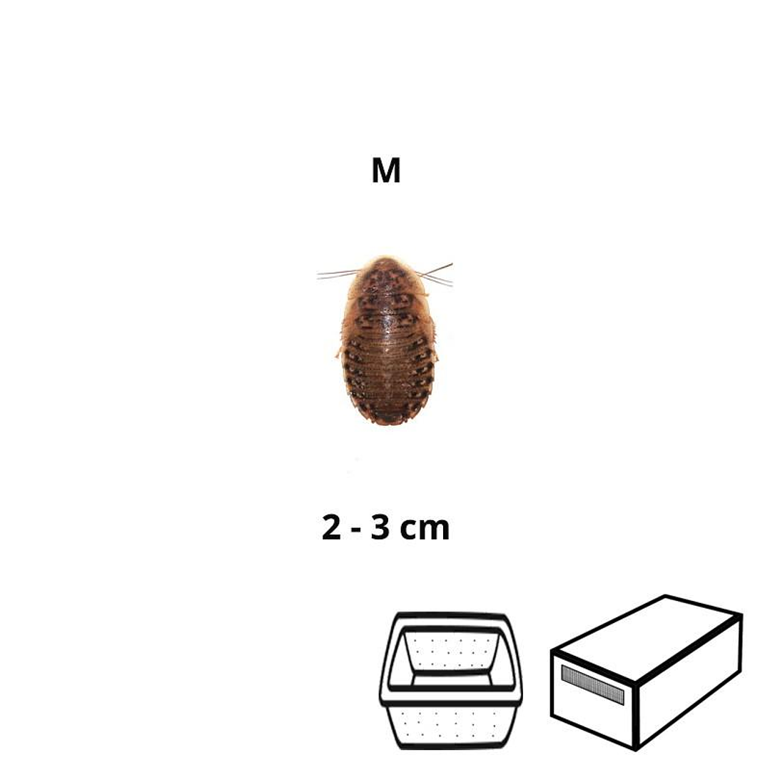 Baratas Argentinas (Blaptica dubia) Médias - Tamanho M (2-3 cm) 1