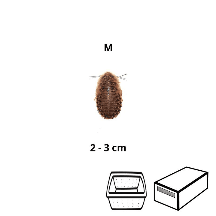 Baratas Argentinas (Blaptica dubia) Médias - Tamanho M (2-3 cm) 1