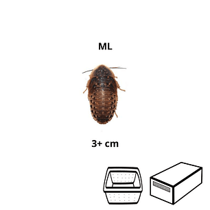 Baratas Argentinas (Blaptica dubia) Sub Adultas - Tamanho ML (3+ cm)
