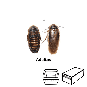Baratas Argentinas (Blaptica dubia) Adultas - Tamanho L (40 - 50 mm)