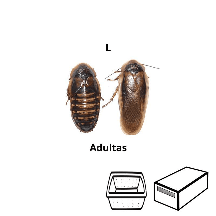 Baratas Argentinas (Blaptica dubia) Adultas - Tamanho L (40 - 50 mm) 1