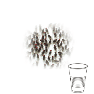Copo de Moscas da Fruta - Drosophila hydei