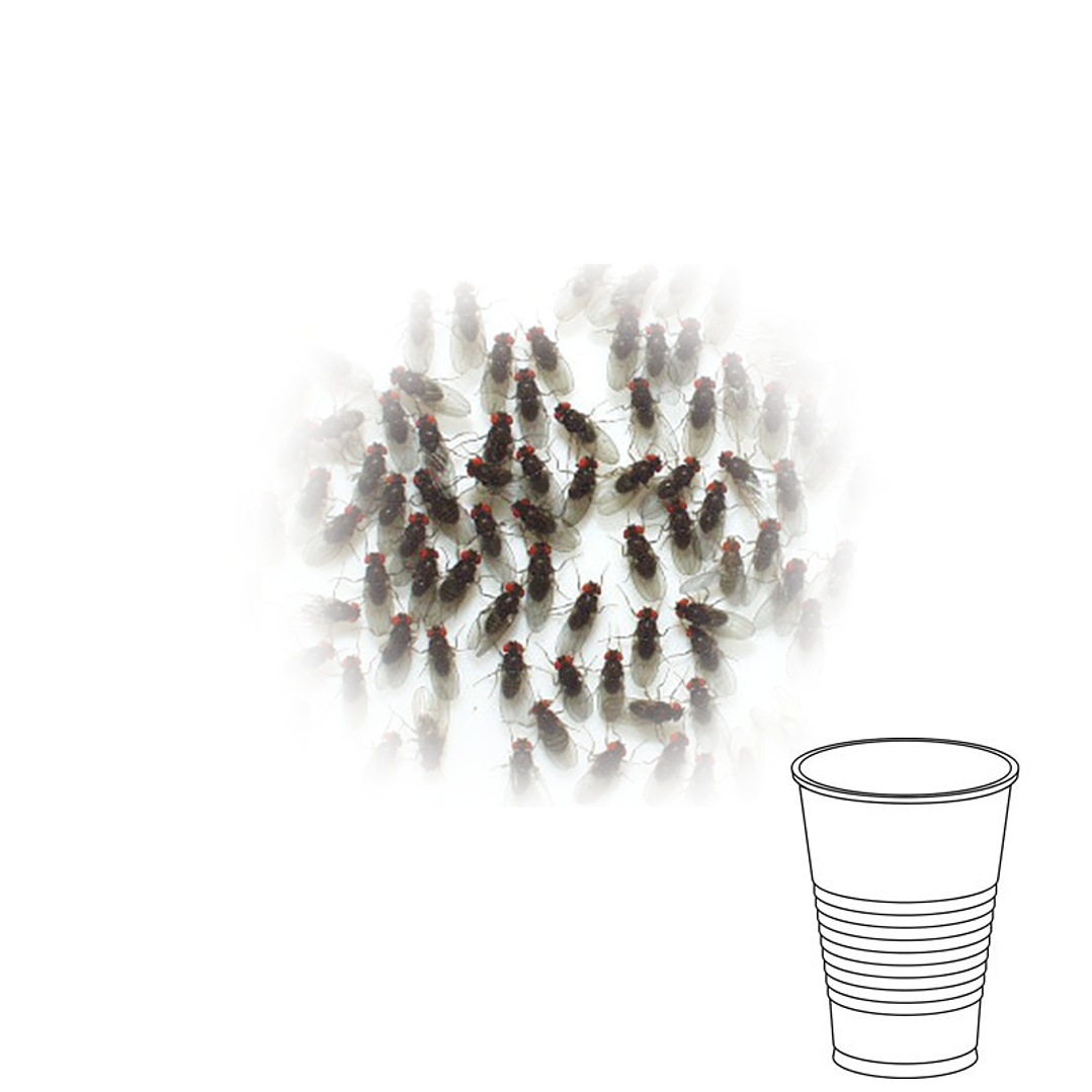 Copo de Moscas da Fruta - Drosophila hydei 1
