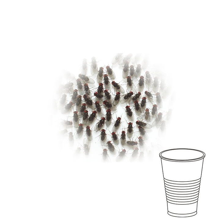 Copo de Moscas da Fruta - Drosophila hydei 1