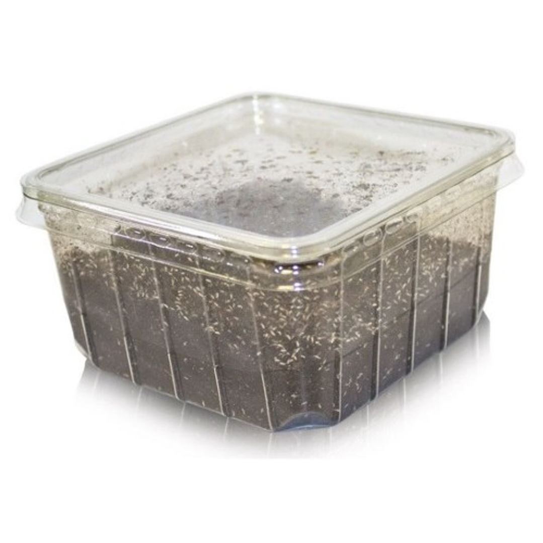 Starters e Culturas de Colêmbolos - Seira sp. 2