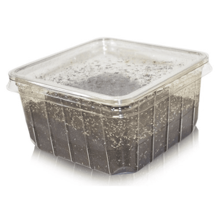 Starters e Culturas de Colêmbolos - Seira sp. 2